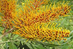 Grevillea robusta